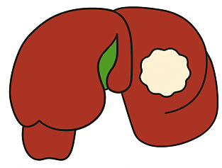肝臓のイラスト
