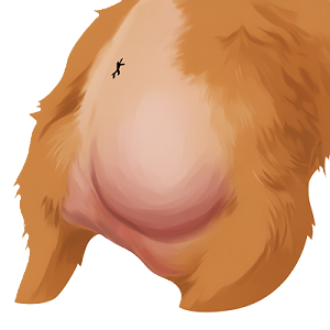 犬の会陰ヘルニアのイラスト