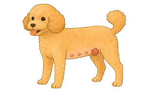 犬の乳腺腫瘍のイラスト