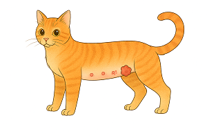 猫の乳腺腫瘍のイラスト