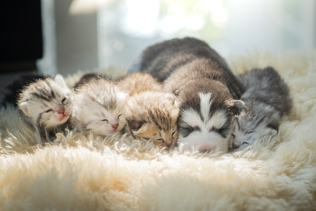 子犬と子猫の画像