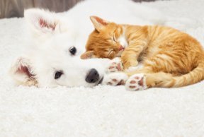 子犬と子猫の写真