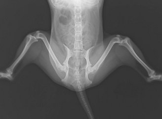 股関節フロッグレッグのレントゲン画像