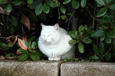 迷子の猫の写真