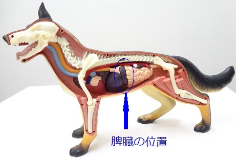 脾臓の位置の写真